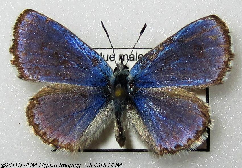 Unidentified Blue (Possibly Bernardino Blue)